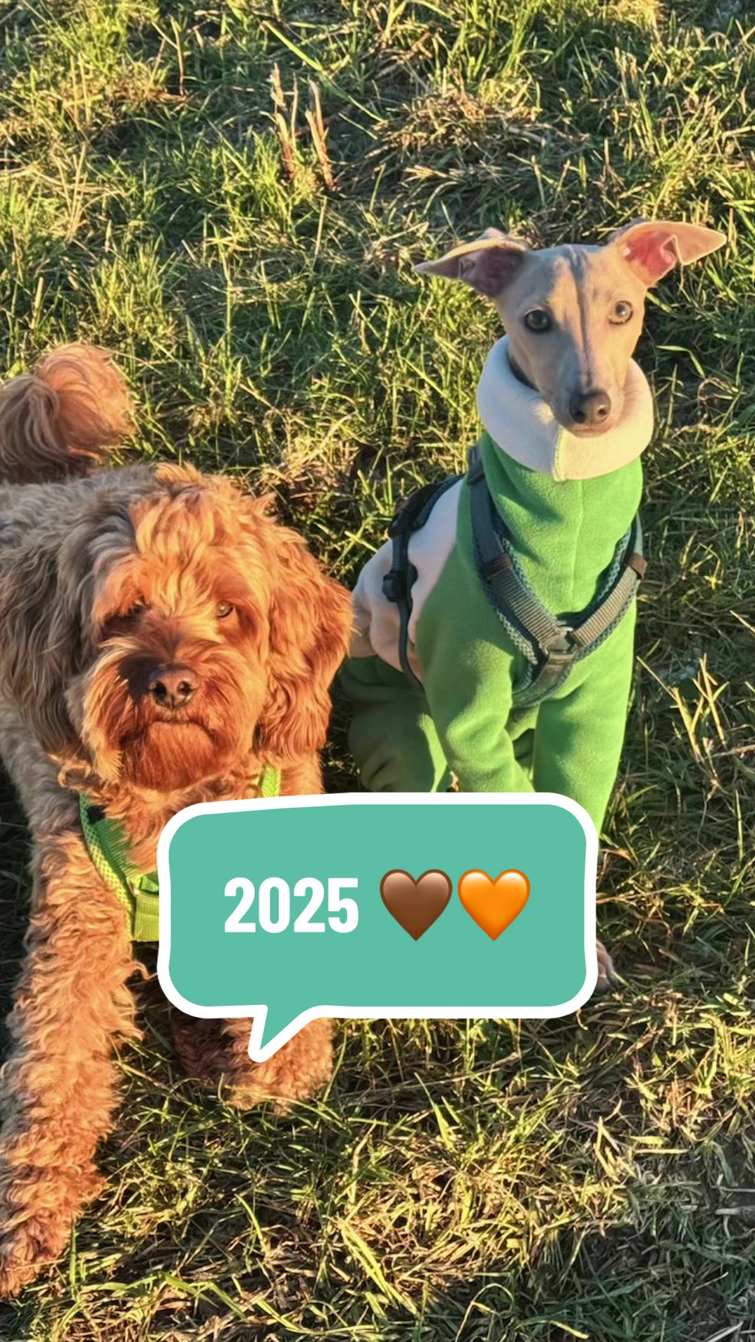 @poo.iggy.ontour