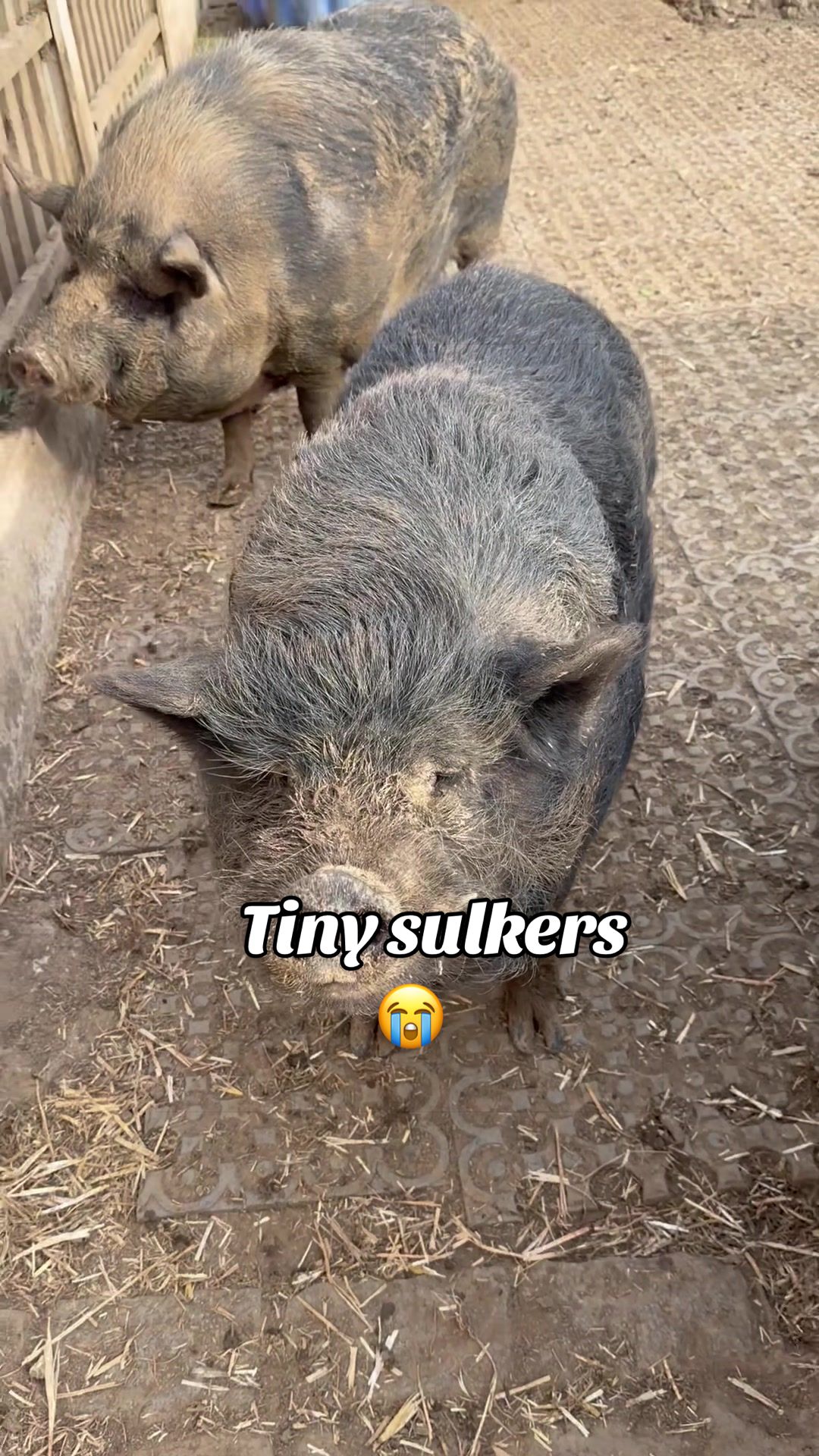 @AhimsaAnimalSanctuaryUK