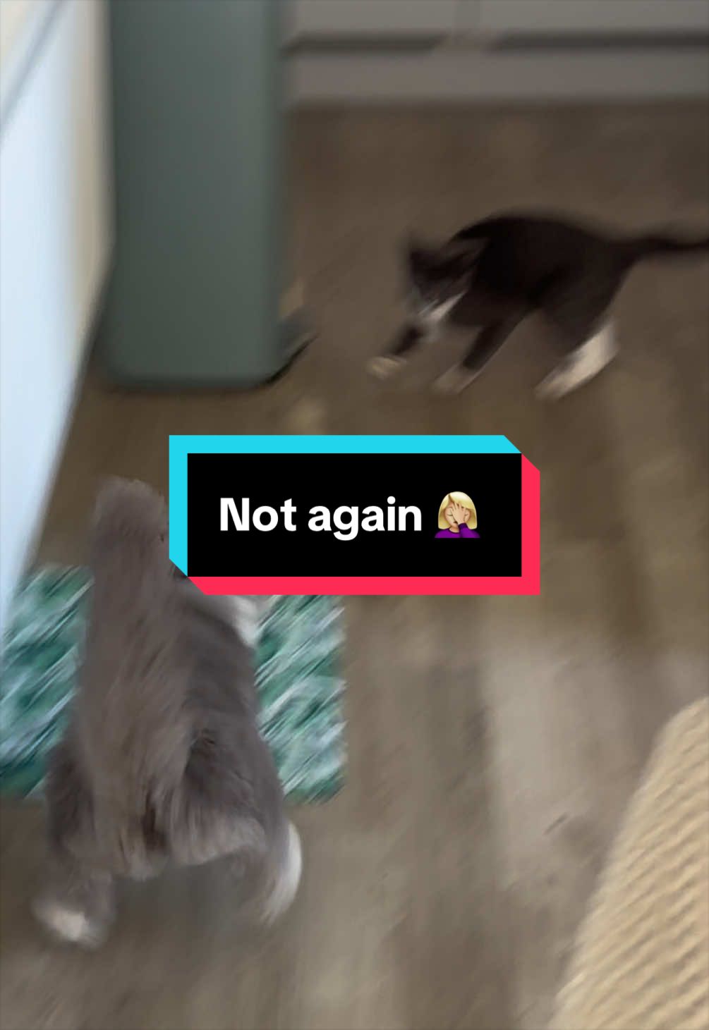 @𝔈.𝔄𝔪𝔢𝔩𝔦𝔞