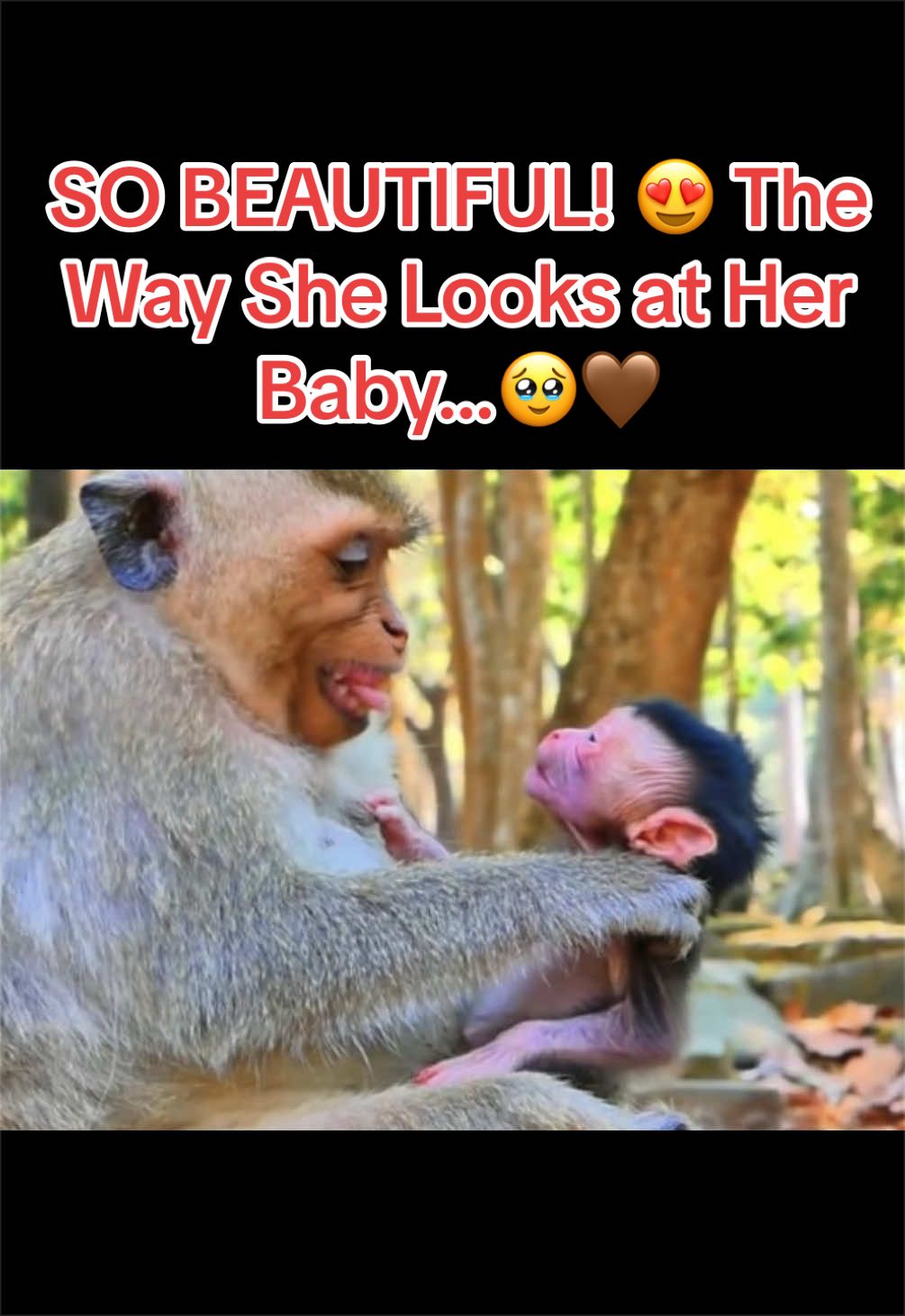 @Baby Monkey Life