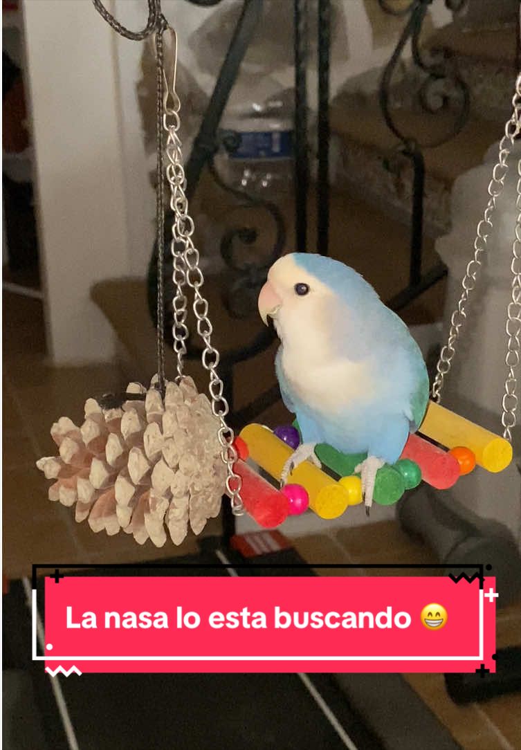 @chip y bella