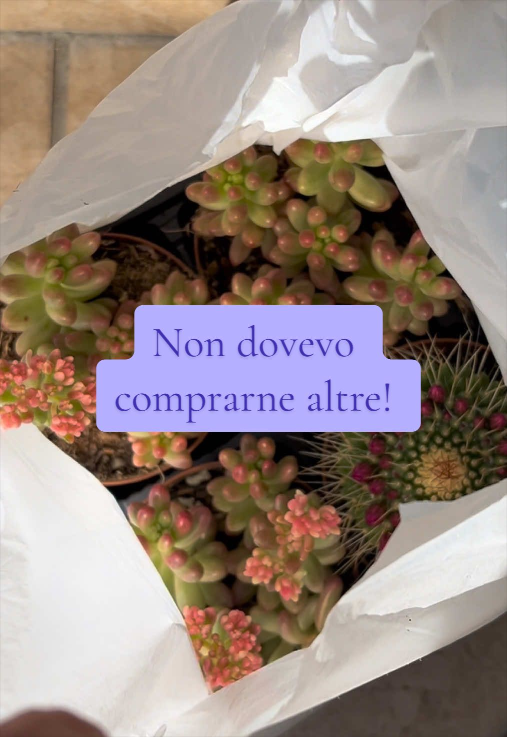@piccole.spine.felici