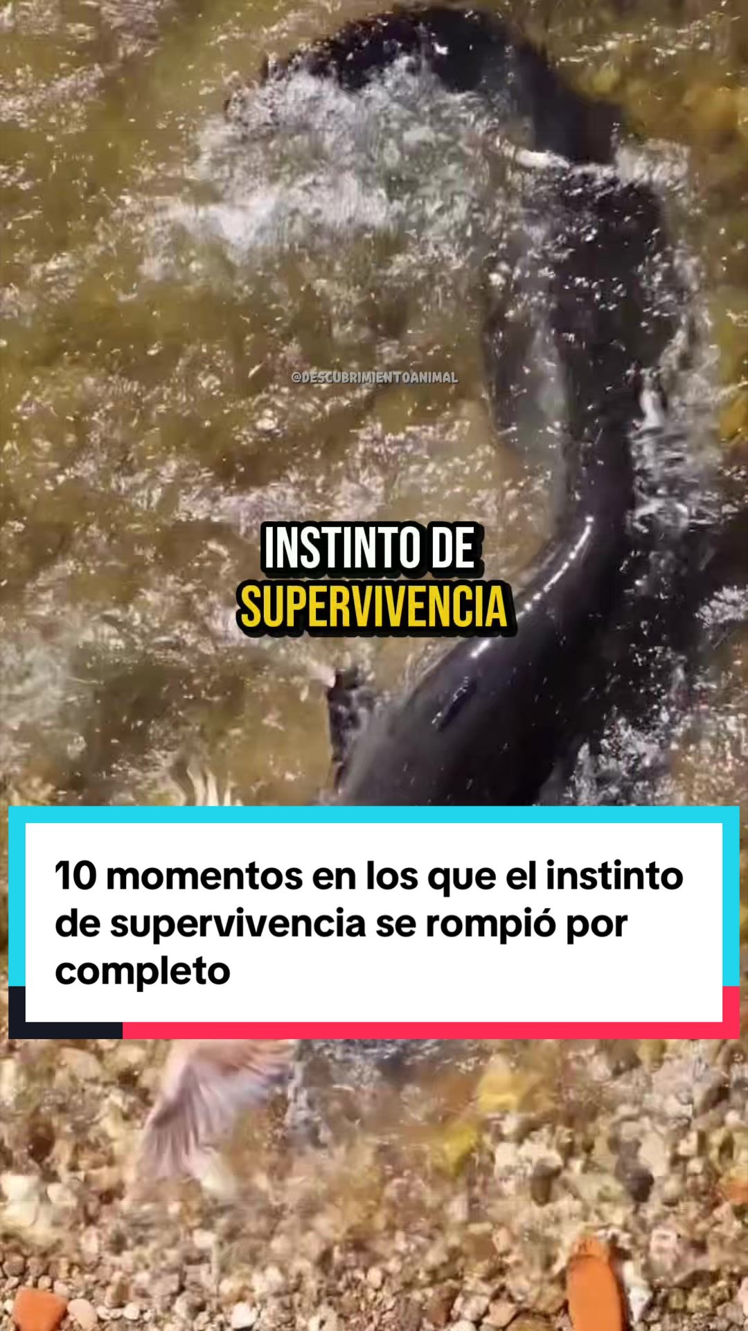 @Descubrimientoanimal