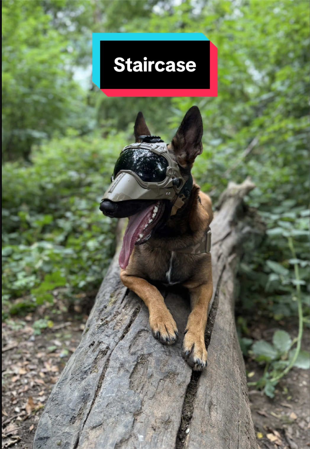@maligator_and_mountains