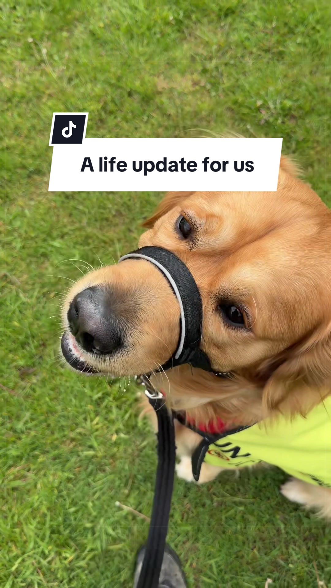 @Joey The Golden