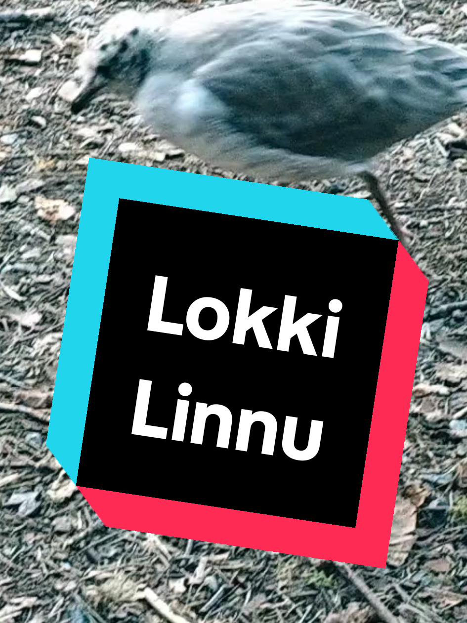 @Sheikki Lyyrinen