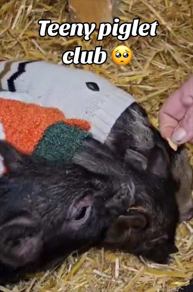 @AhimsaAnimalSanctuaryUK
