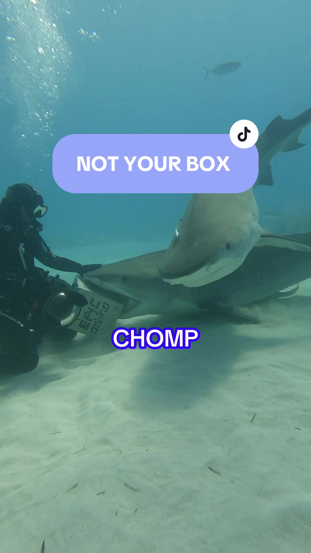 @SCUBA&ensp;DAN&ensp;🦈