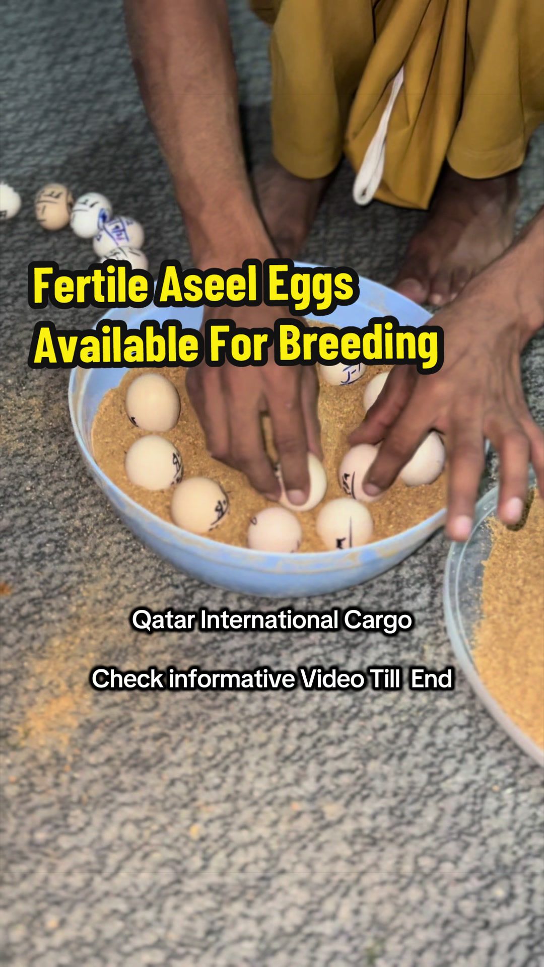 @PK Smart Aseel Birds Factory