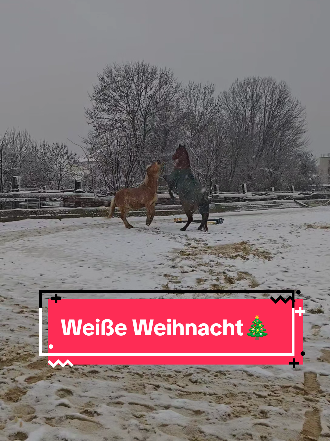 @Arabella Woschalik