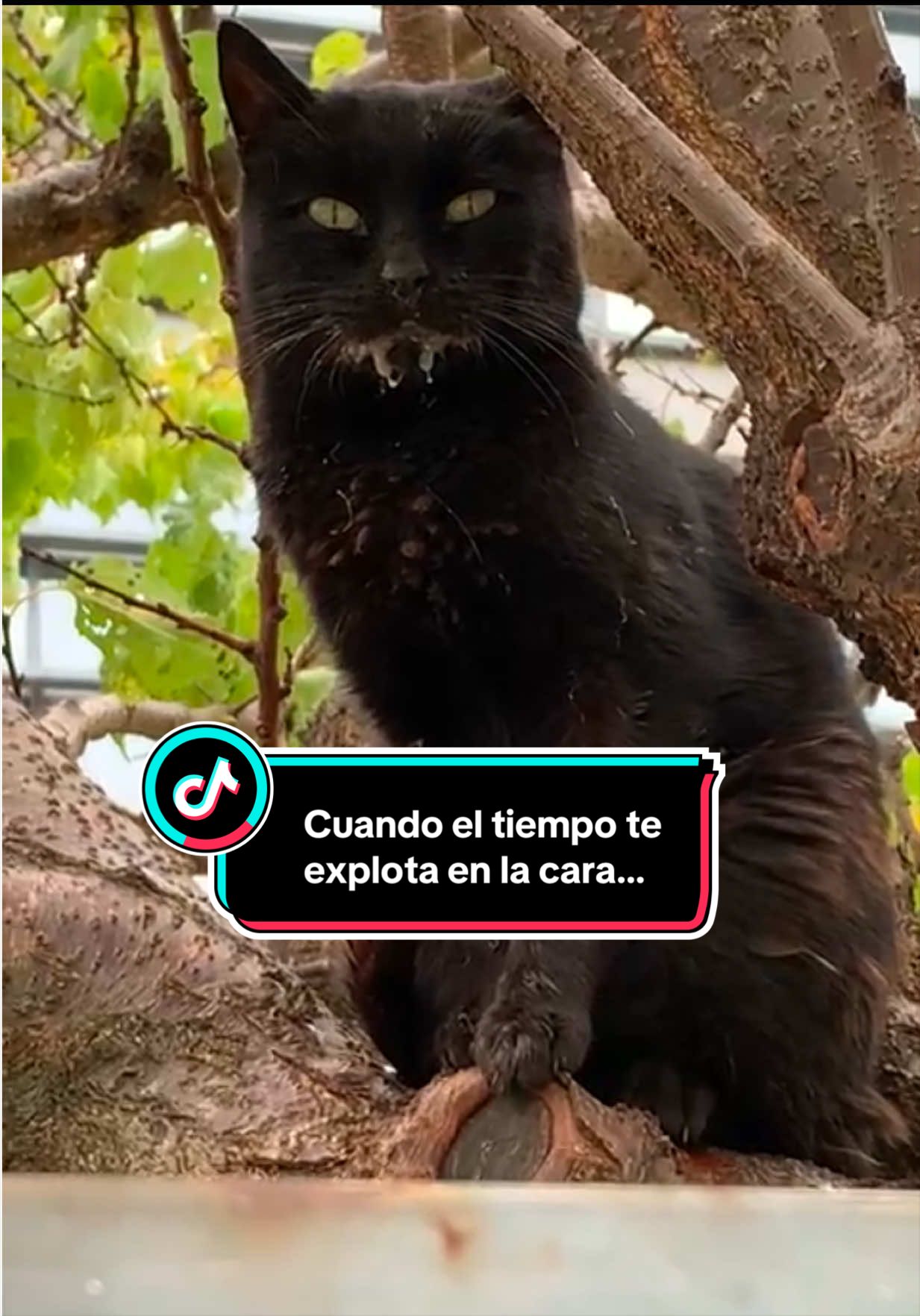 @PompeyayCat