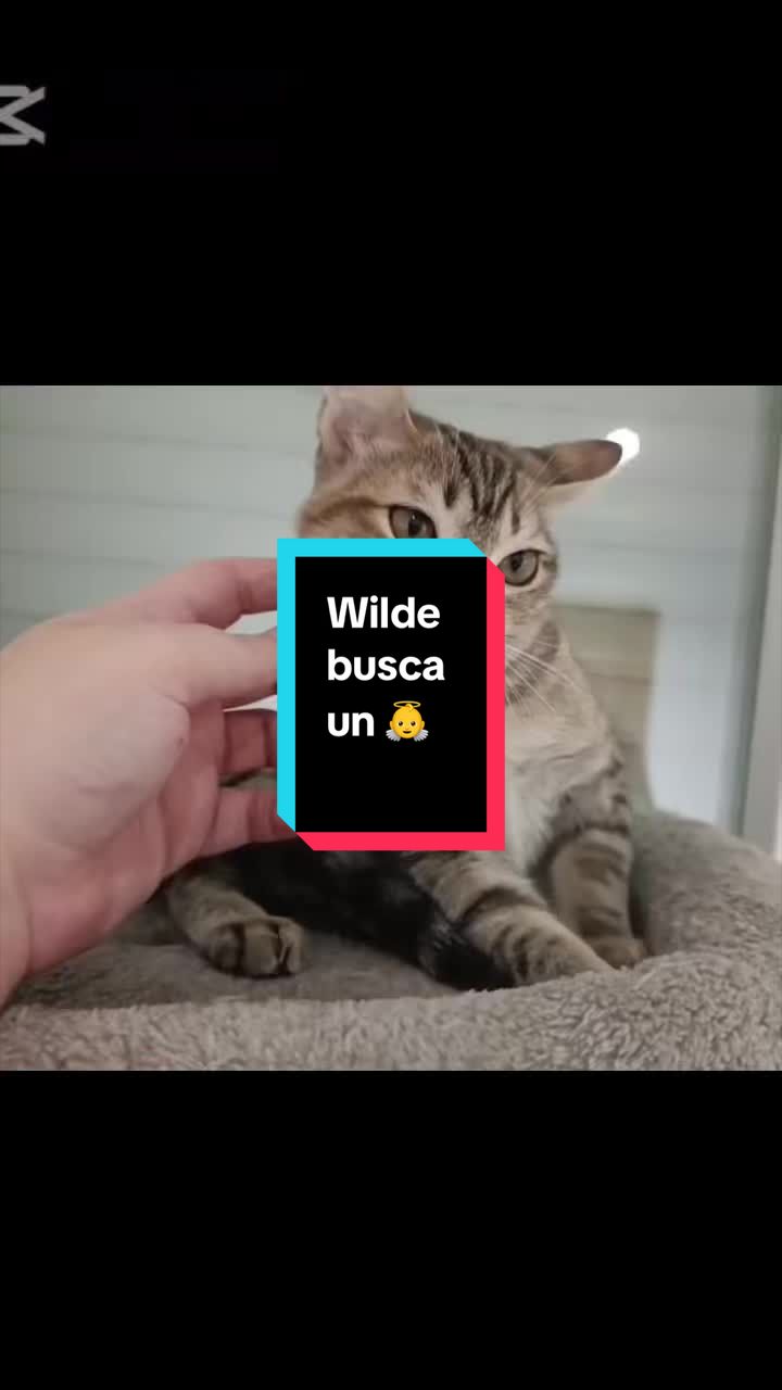@enGatadas