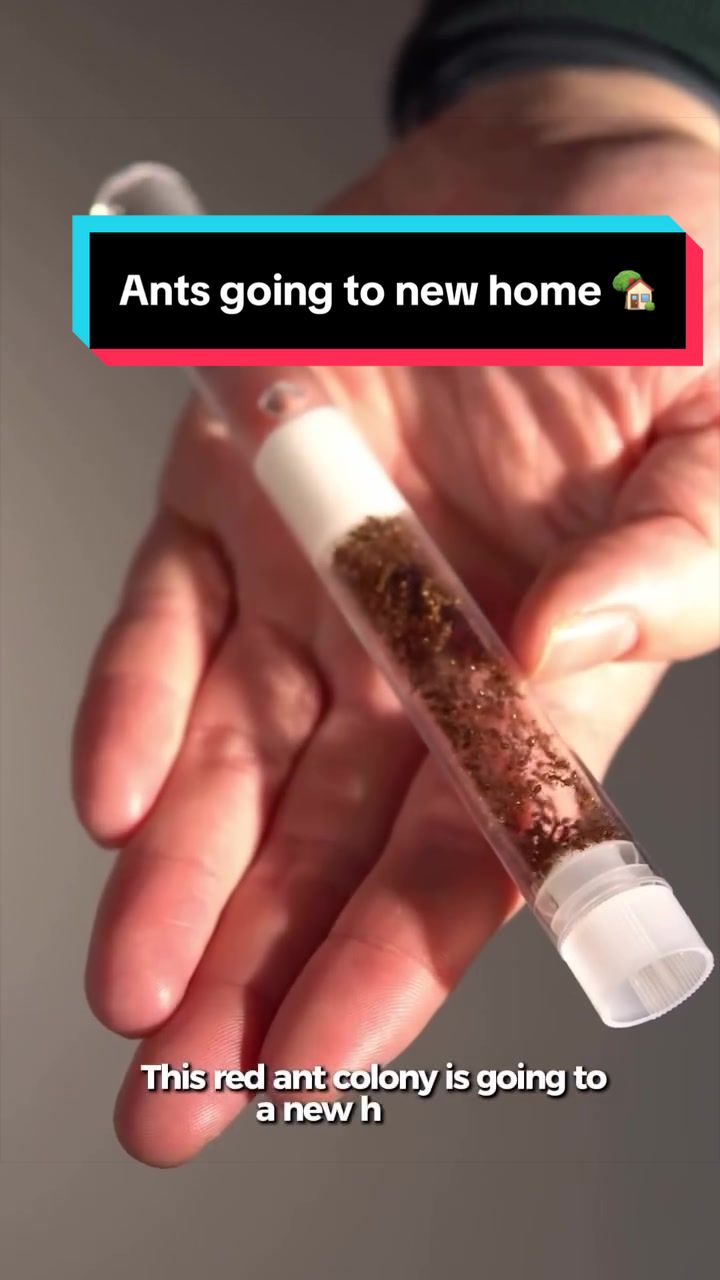 @antshq