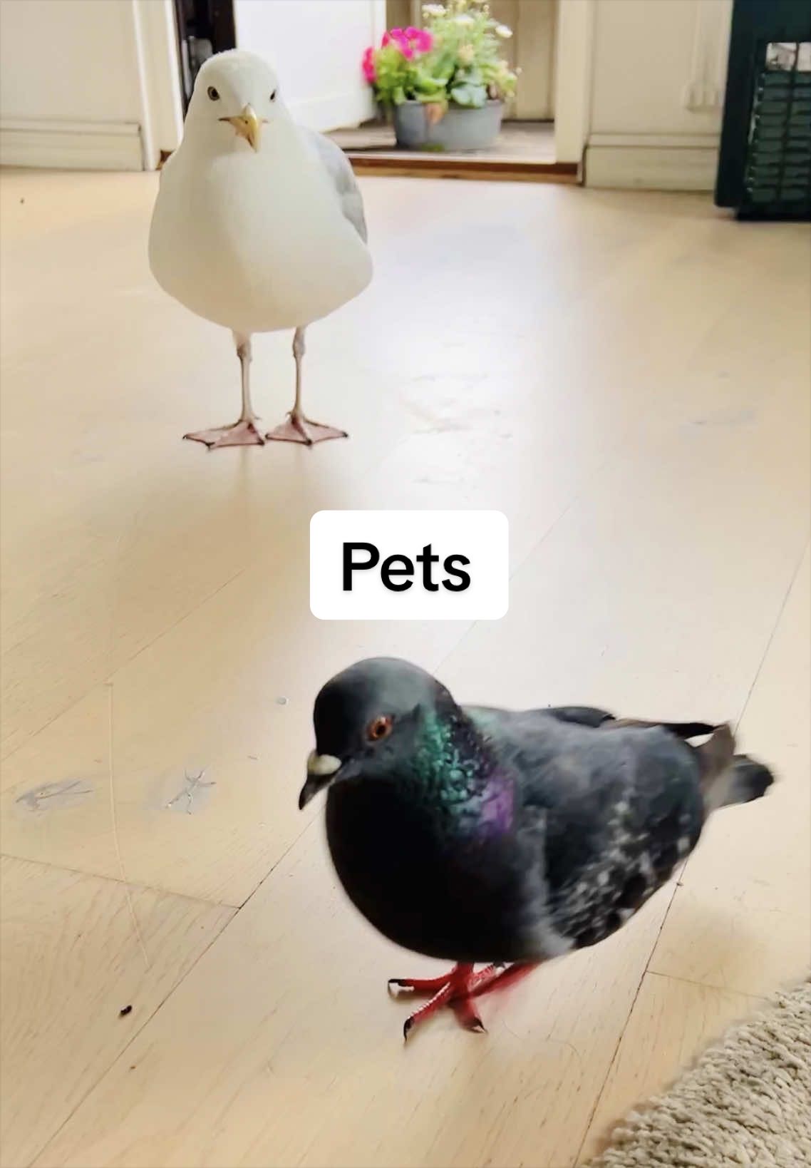 @Winston gull