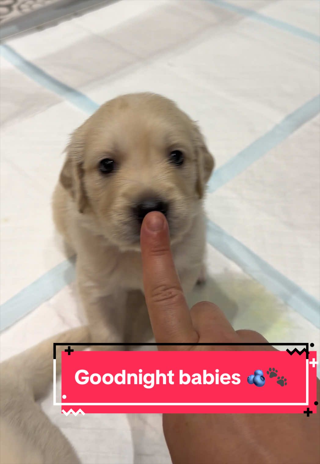 @Ateam Goldens