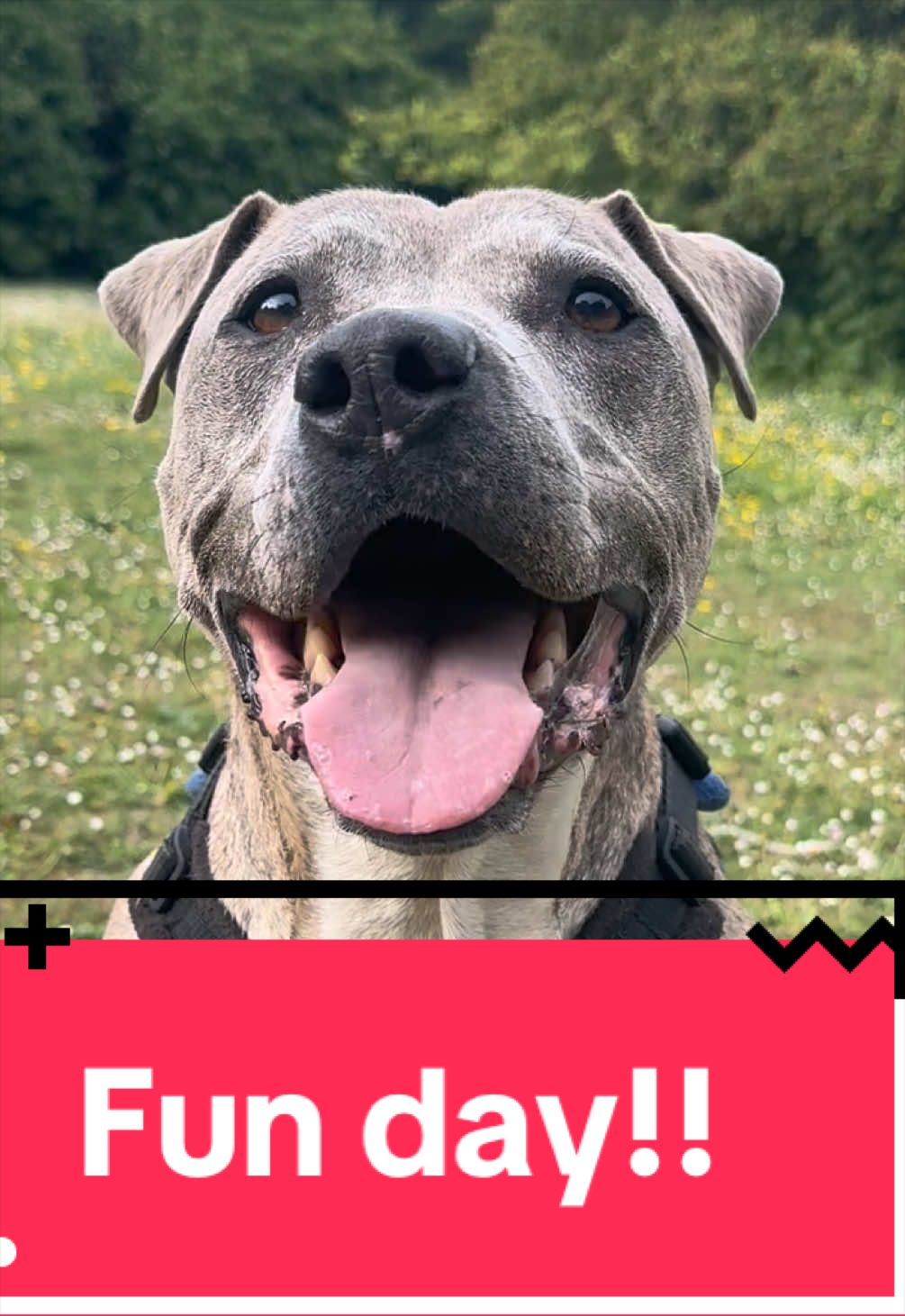 @RSPCA brighton