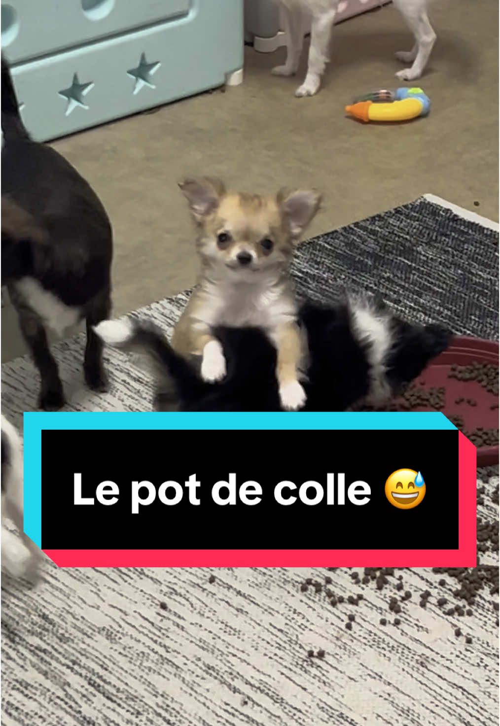 @óla_chihuahua