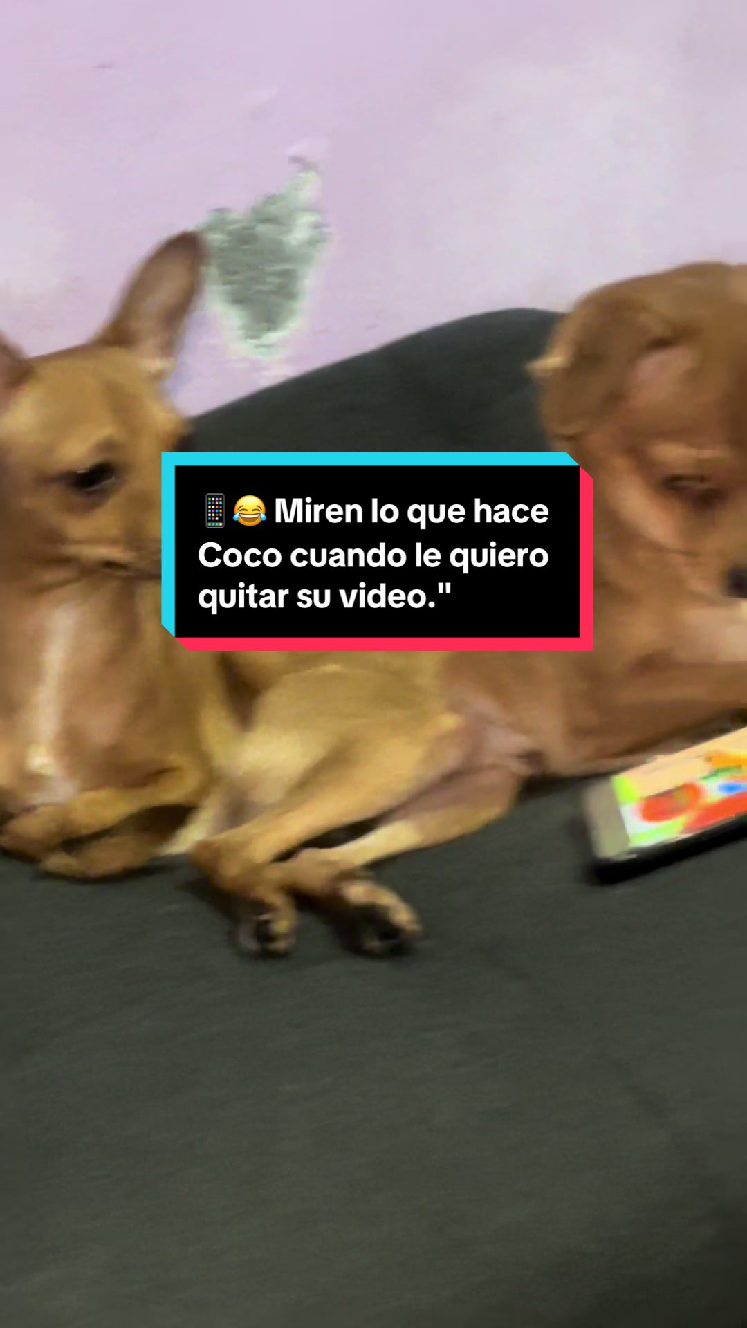 @coco el enoj&oacute;n 🐶 ❤️