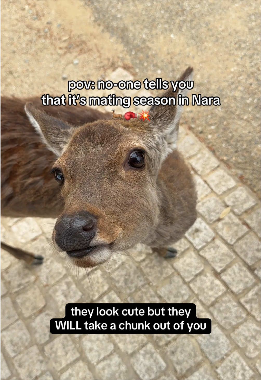 @extralou 🇬🇧🇦🇺