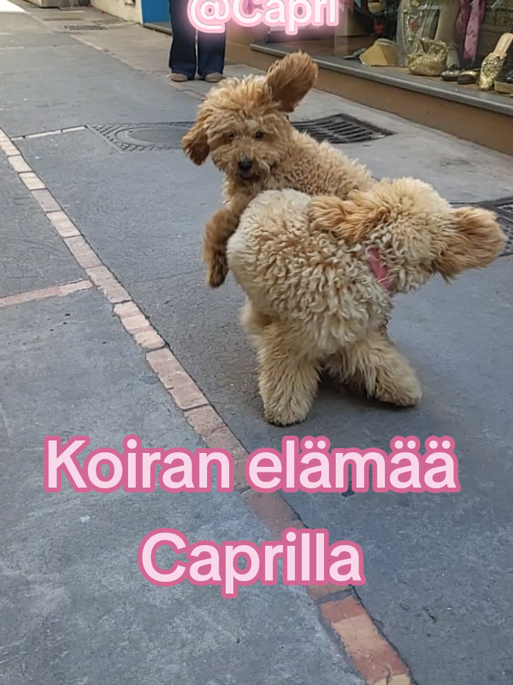 @Dr. Pauliina Laitinen
