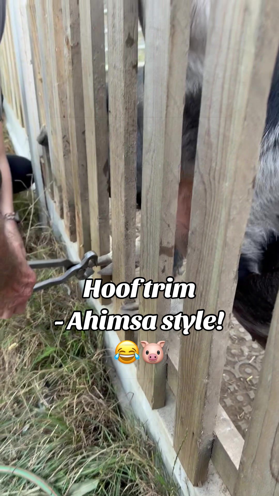 @AhimsaAnimalSanctuaryUK