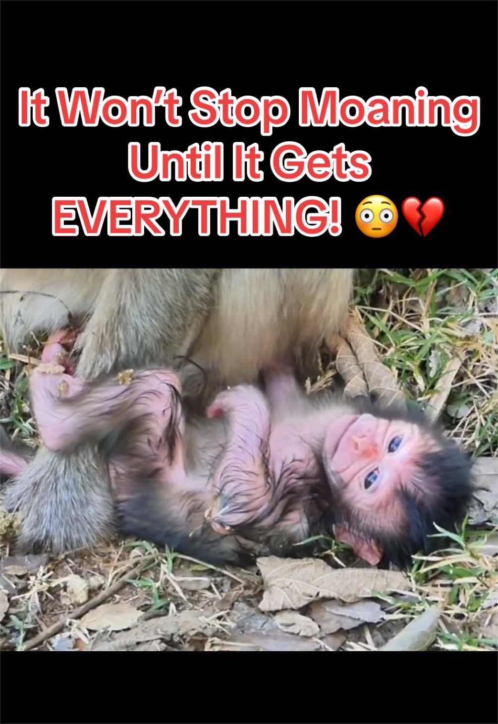 @Baby Monkey Life