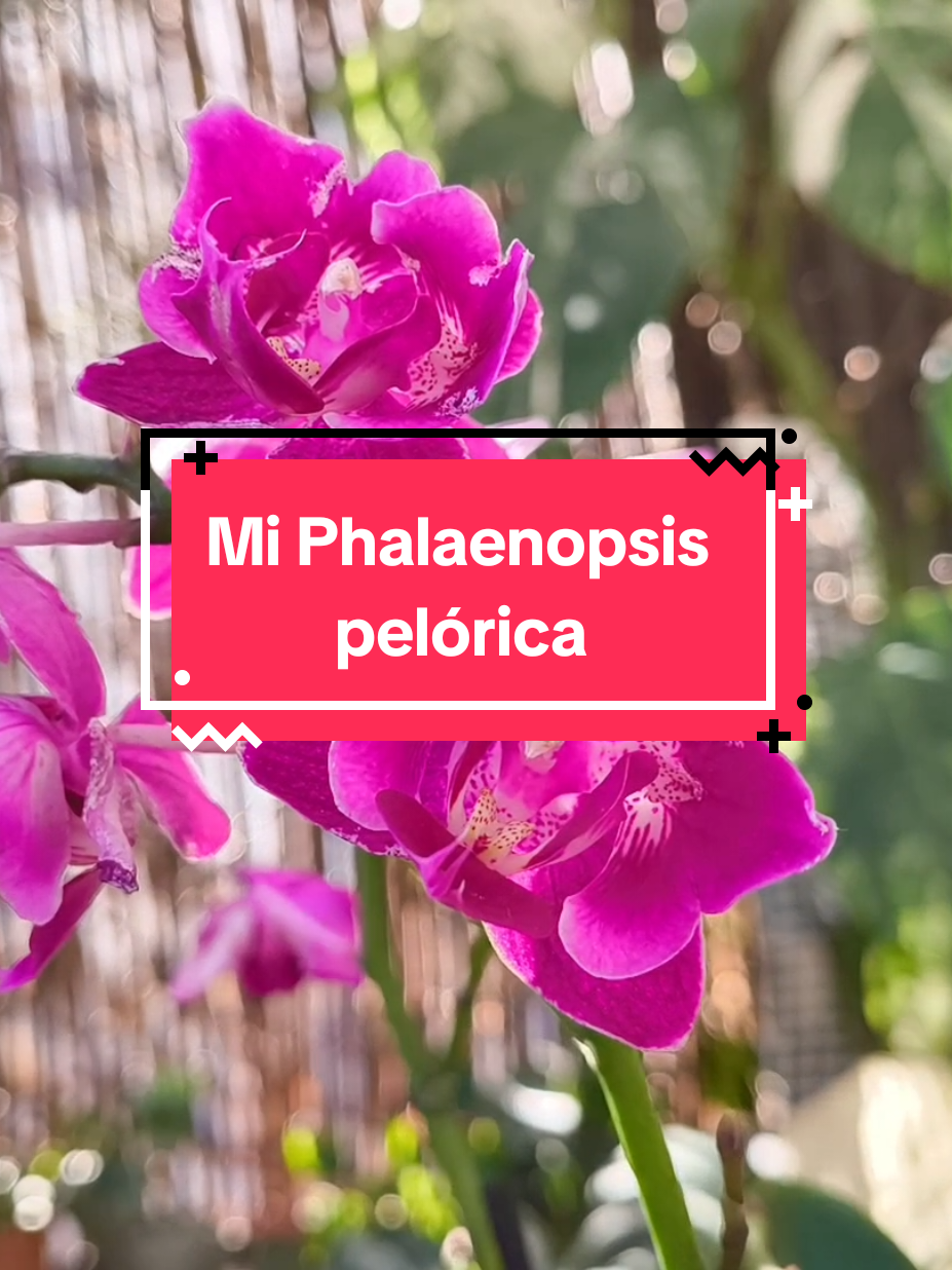 @𝑴𝒊 P𝒂𝒕𝒊𝒐𝒉𝒖𝒆𝒓𝒕𝒐