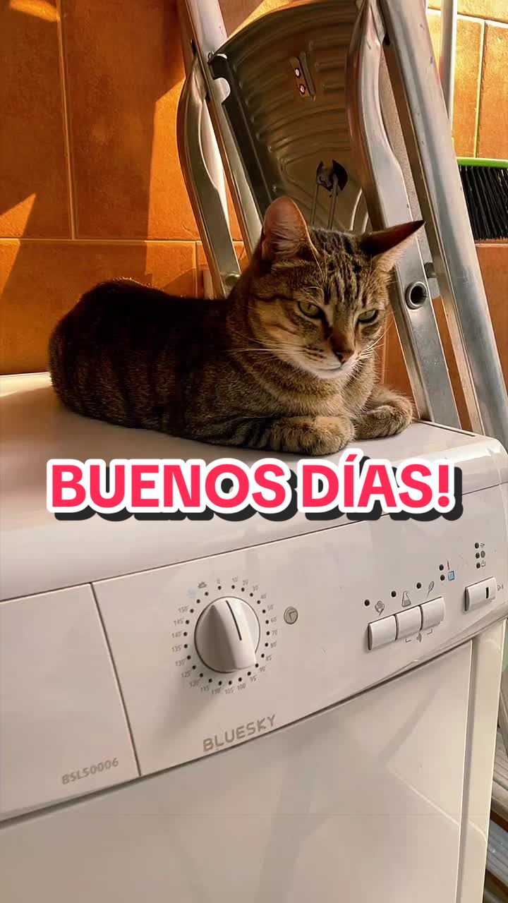@Gatitos Gatetes