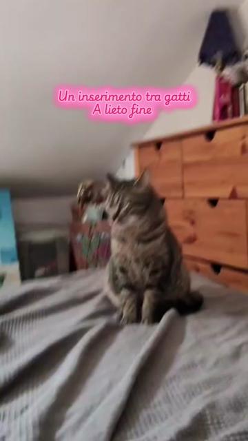 @Paolagemma Consulente Felina😻
