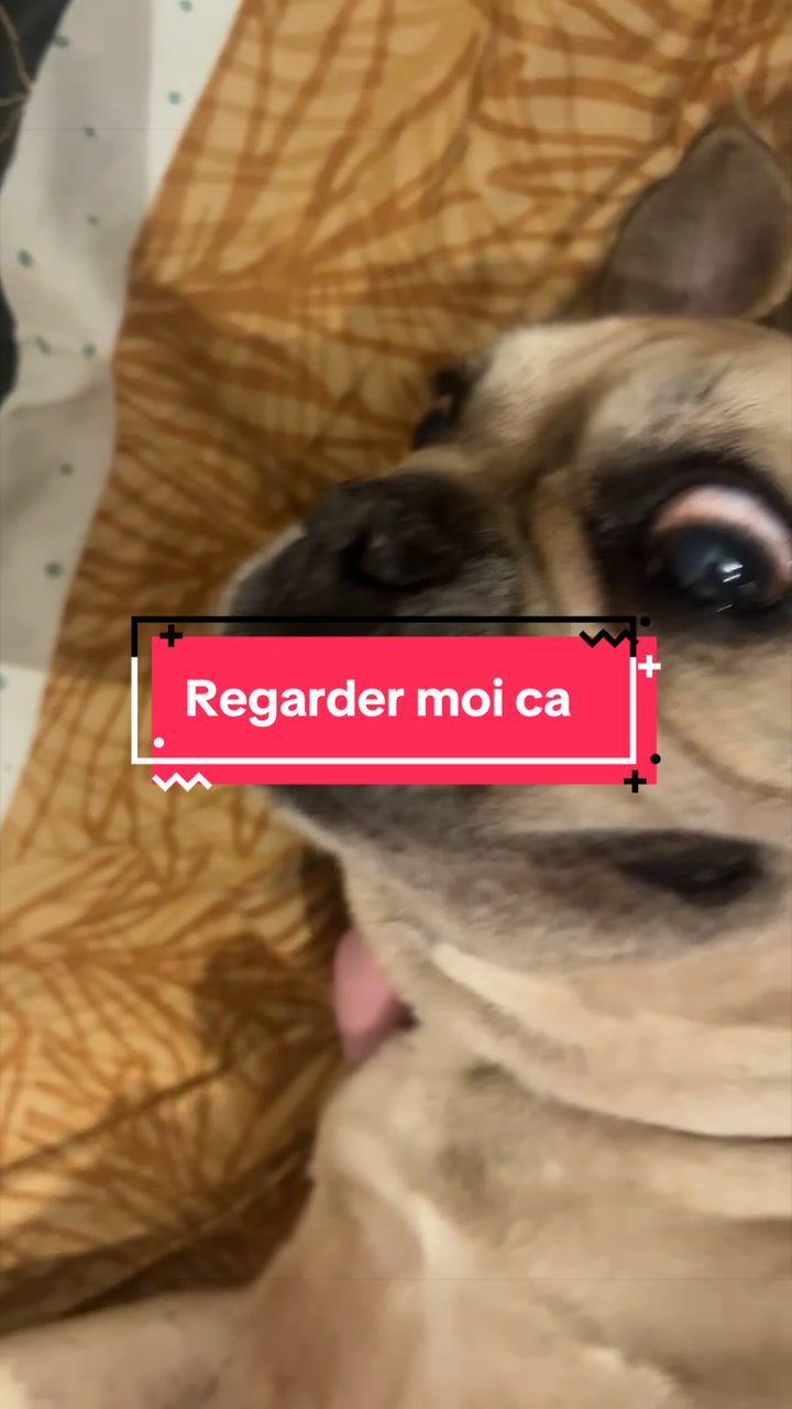 @les aventures de Nina