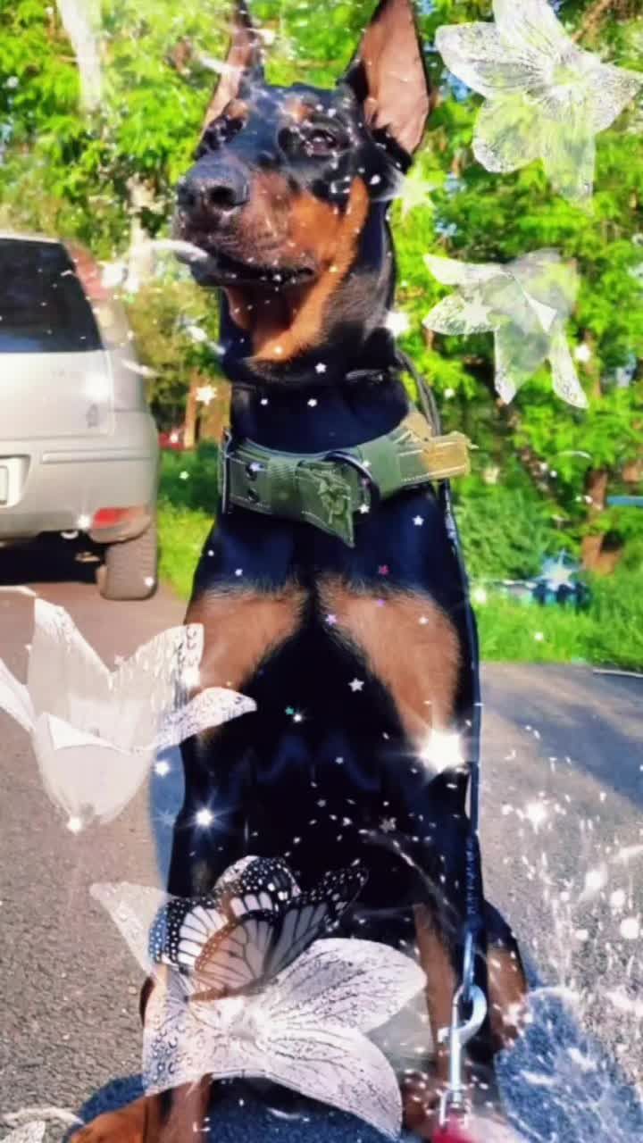 @eni.pets💎