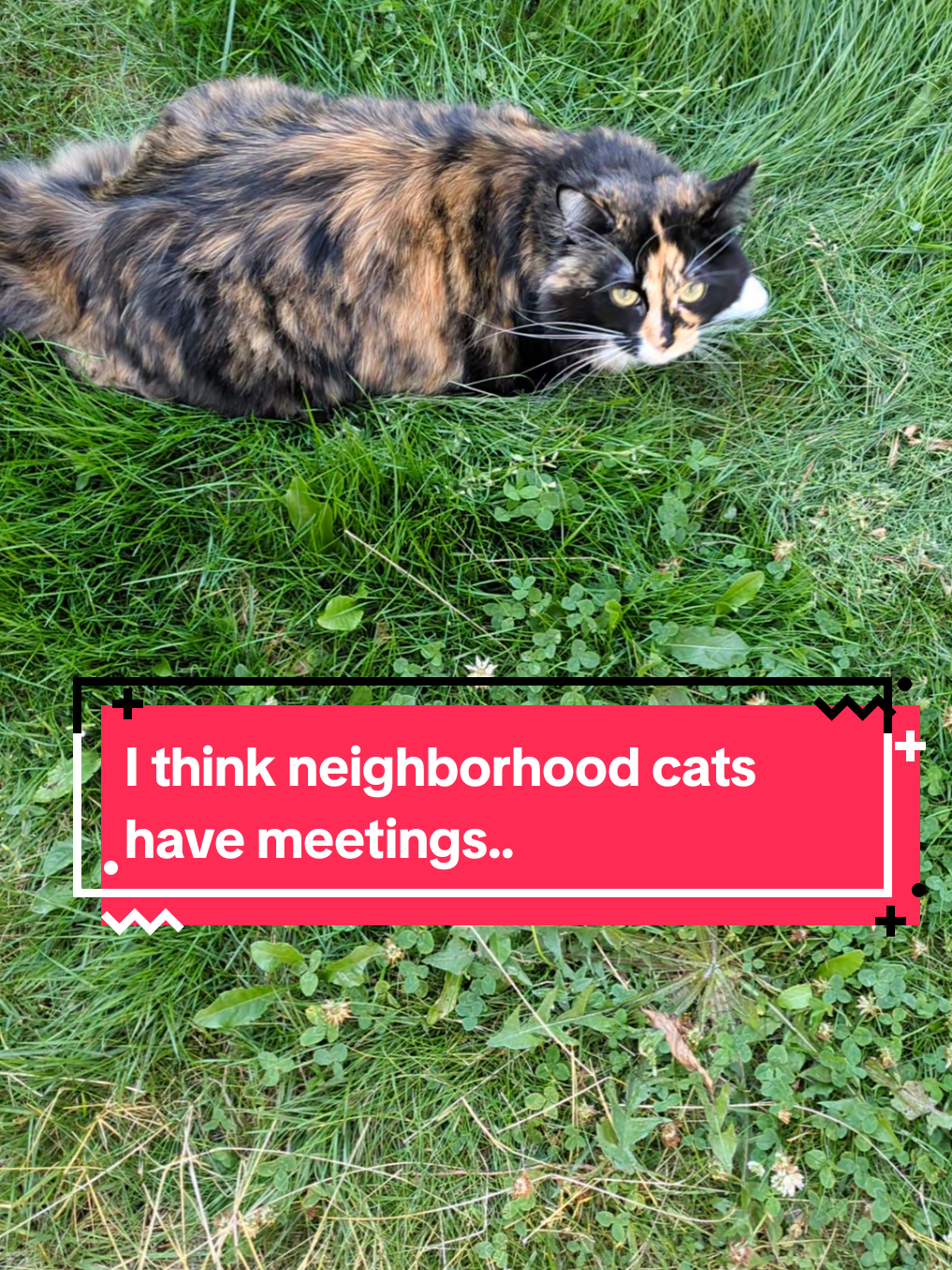 @The Cutest Cats Ever