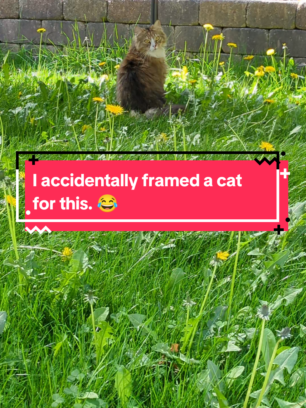 @The Cutest Cats Ever