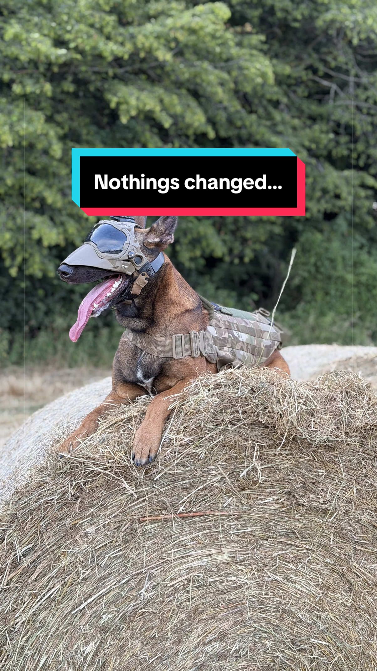 @maligator_and_mountains
