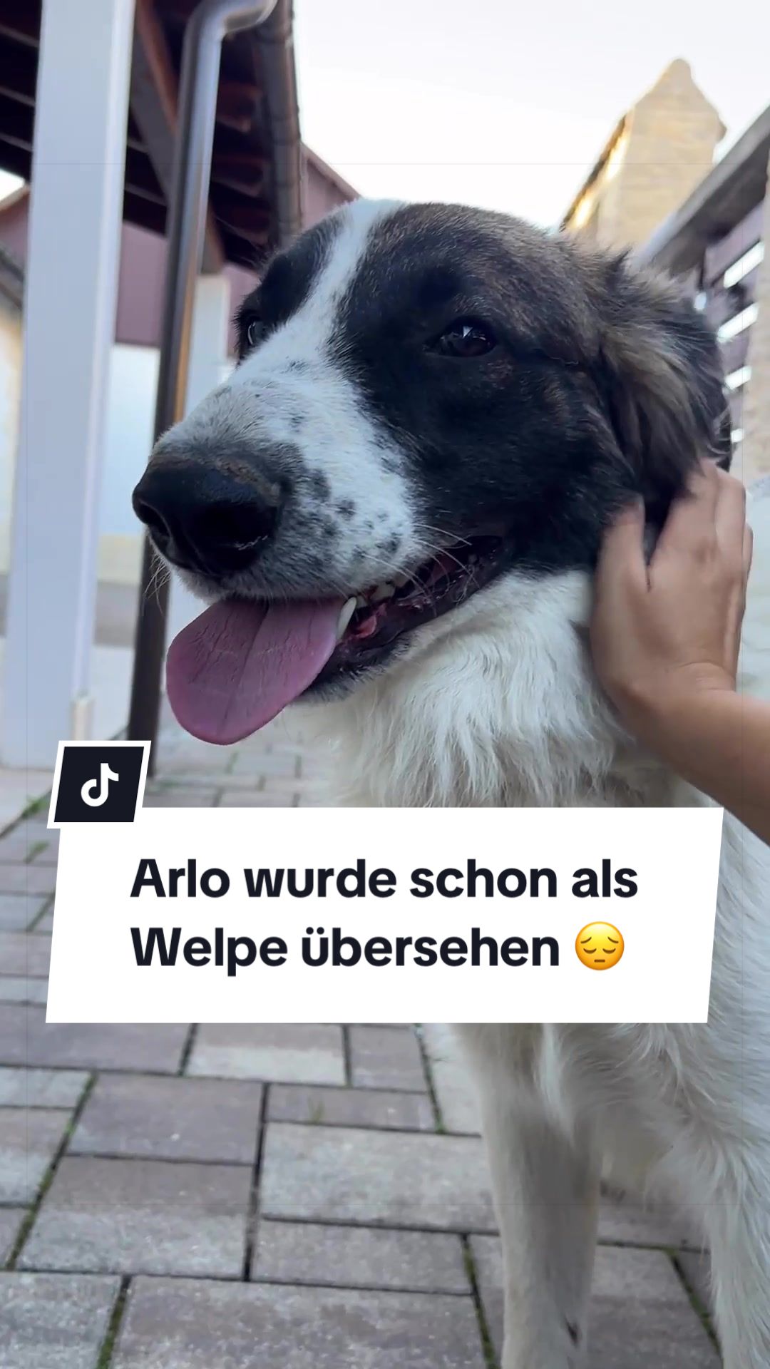 @Ein Herz für Streuner e.V.