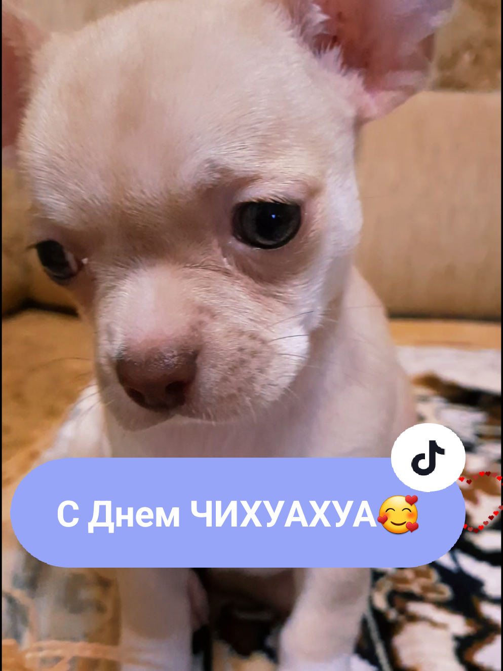 @eni.pets💎