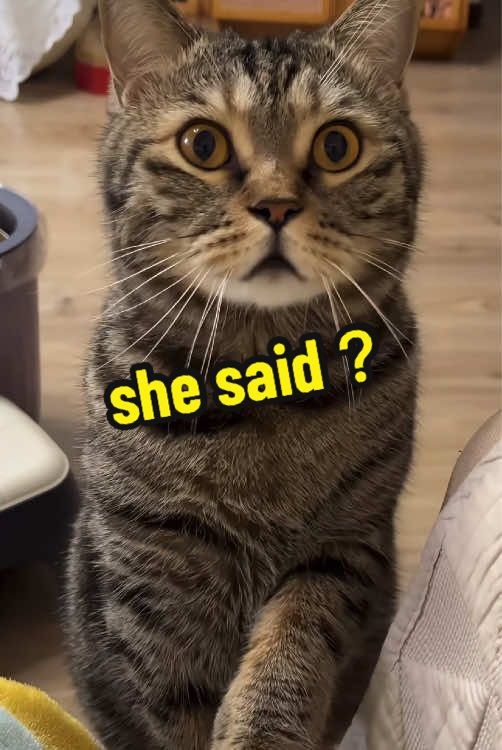 @DIY kitten
