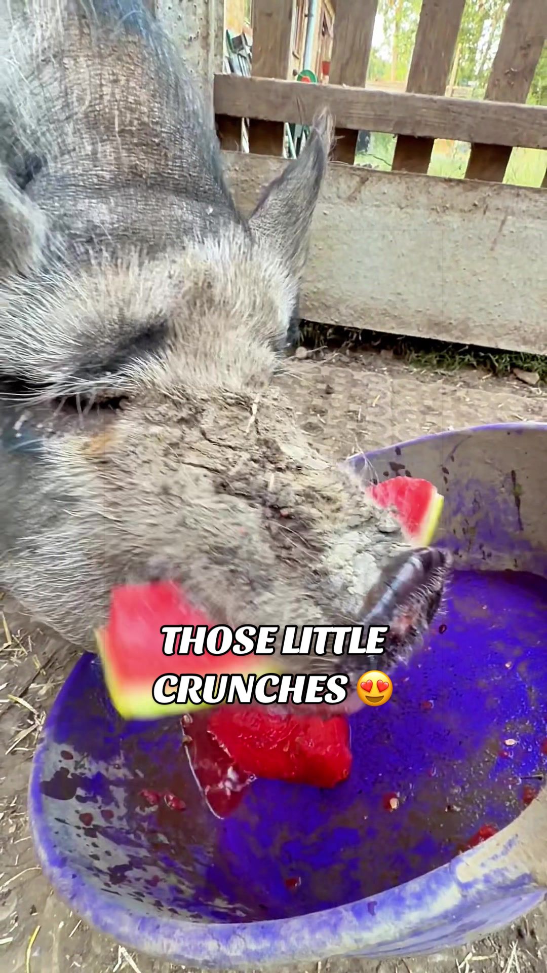 @AhimsaAnimalSanctuaryUK