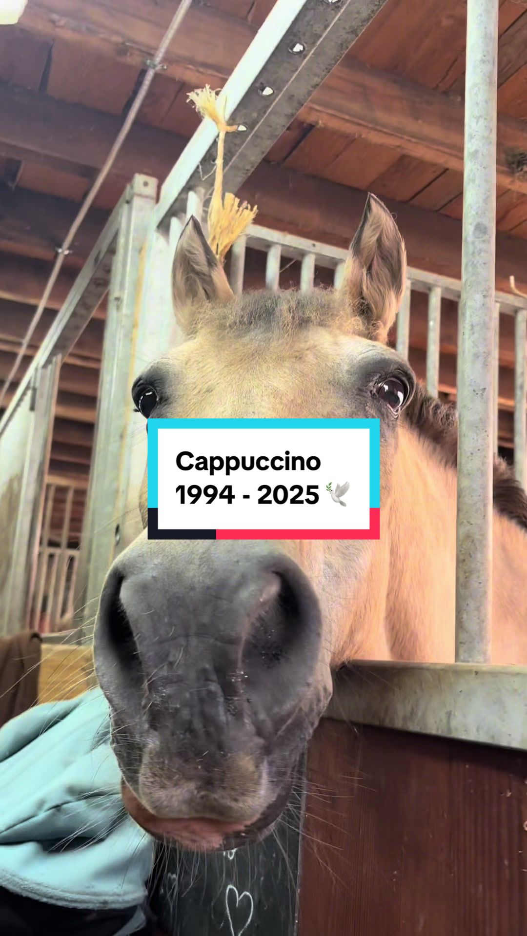 @mon poney pie