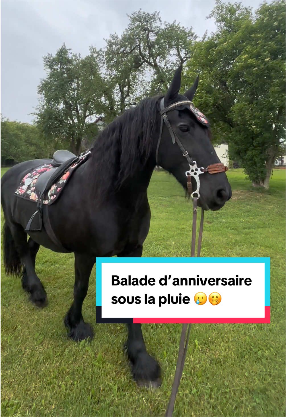 @mon poney pie