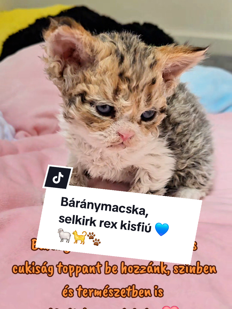 @Blue Sapphire Cats Cattery