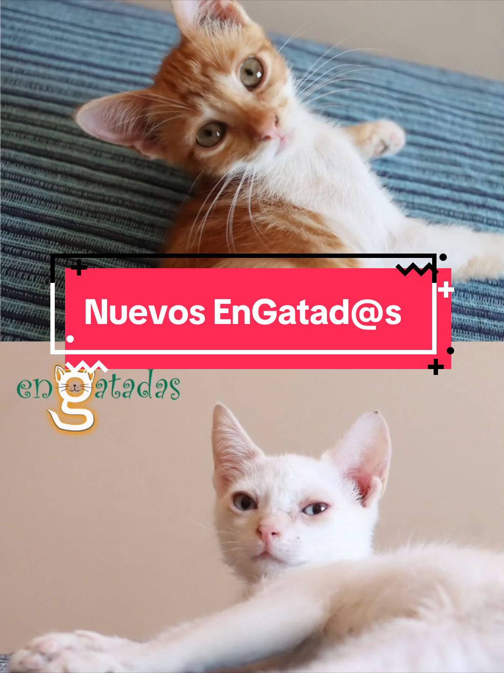 @enGatadas