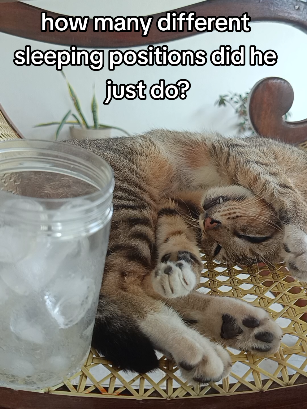 @DailyDoseOfKittyUK