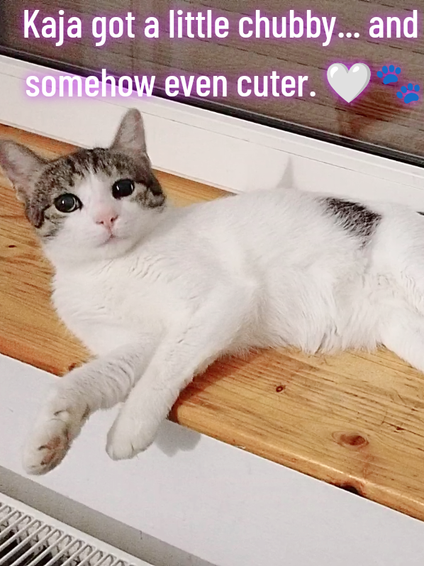 @MicroCat🐈⬛Kaya🐈⬛🩷💎