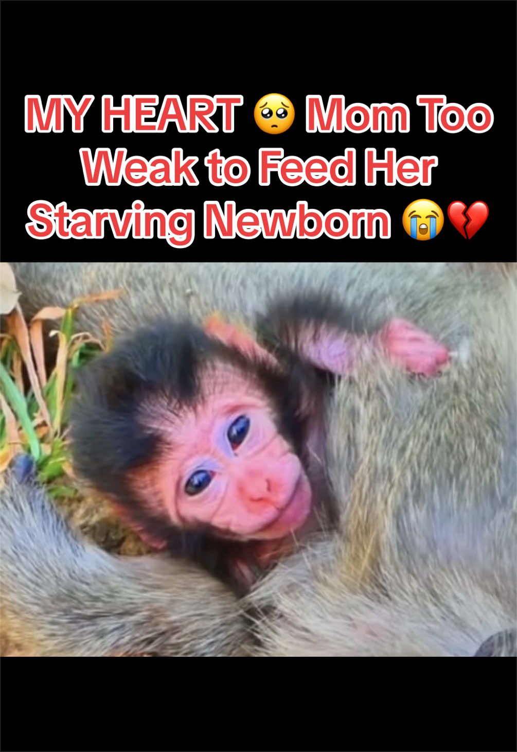 @Baby Monkey Life