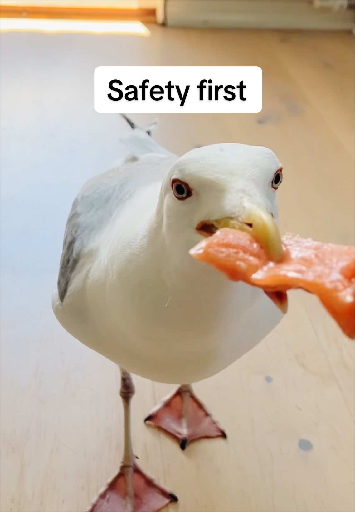 @Winston gull