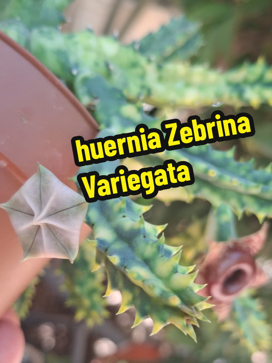 @Succulent_ninja