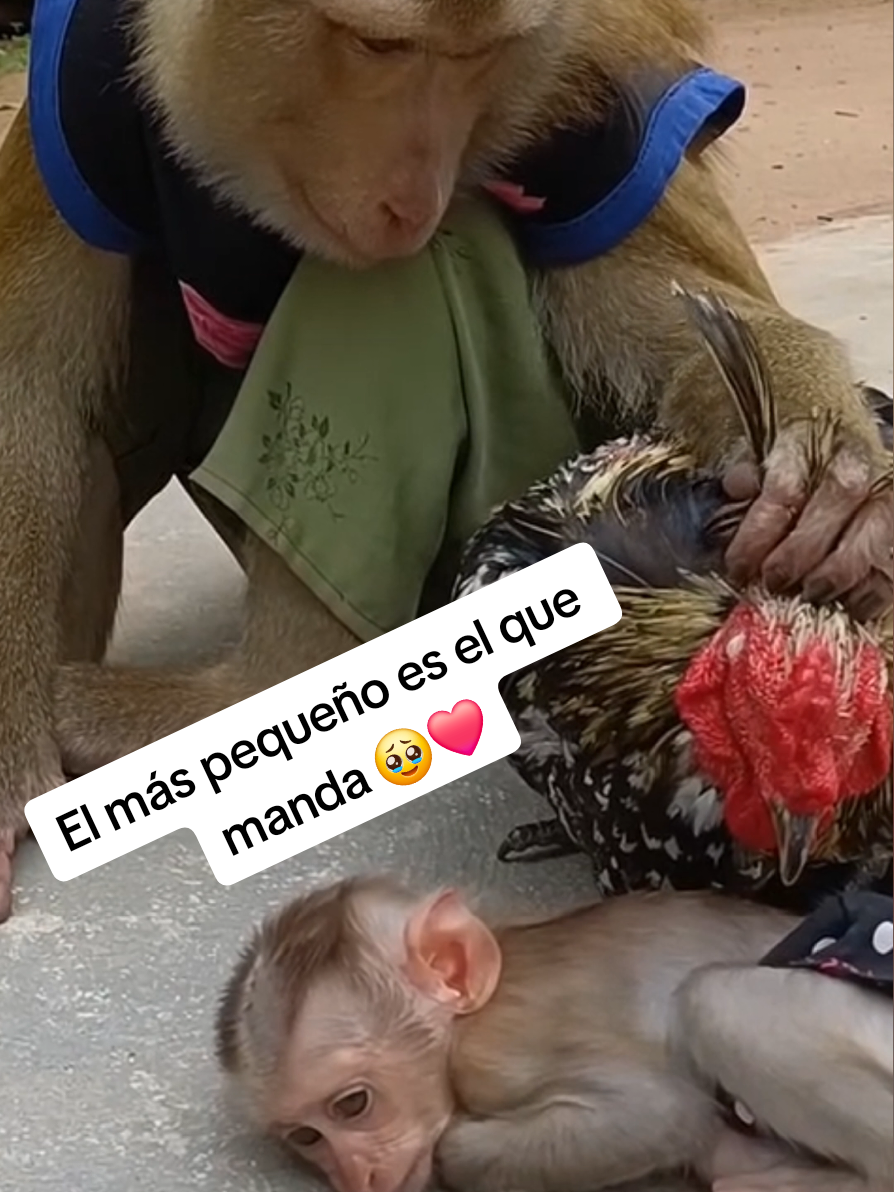 @monkeyYAYA