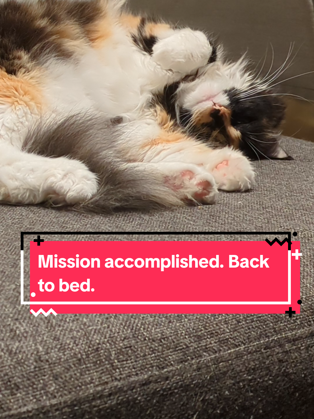 @The Cutest Cats Ever