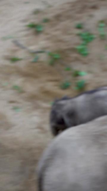 @Animals Travel Adventures